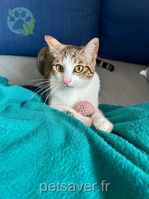 Katze reunited   01350 Culoz-Béon Roma