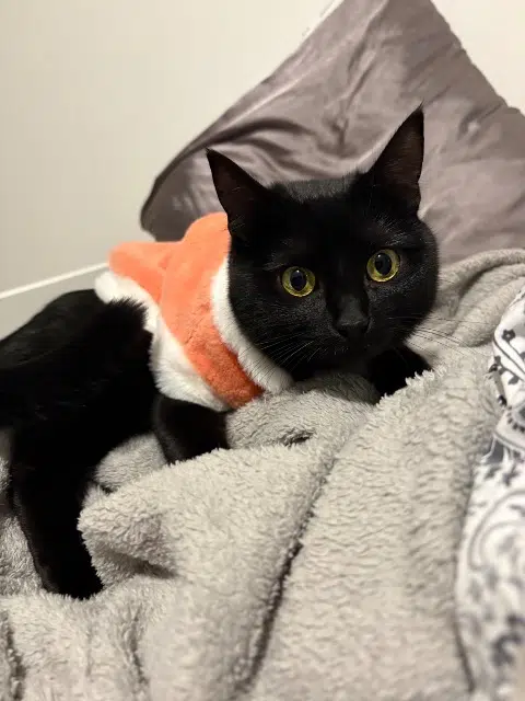 chatte reunited    Marsella Luna