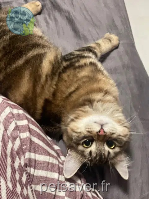 chatte reunited    Toulouse Stormy