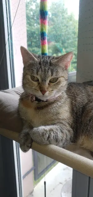 chatte reunited   67380 Lingolsheim Mia