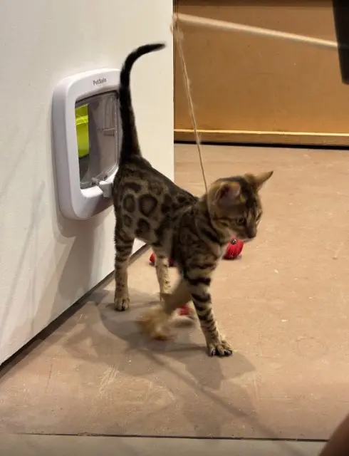 chatte reunited   69570 Dardilly Auriajolie