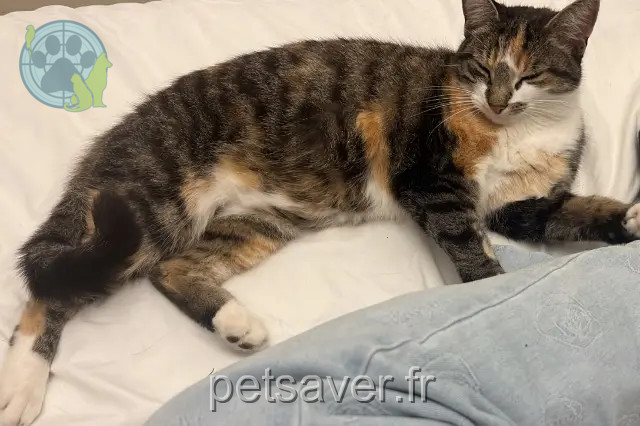 chatte reunited Le Mans Coeurly