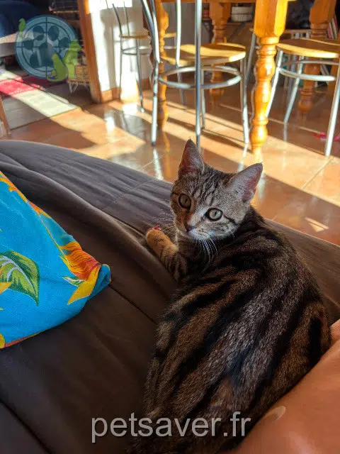 chatte reunited   74260 Les Gets Lua