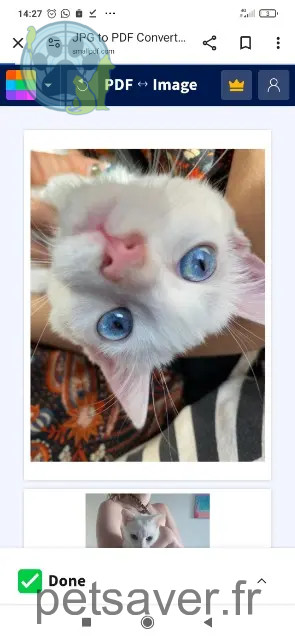 chatte reunited   84700 Sorgues Zou