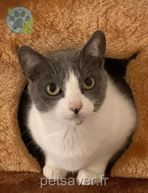 chatte reunited 92200 Neuilly-sur-Seine Coca