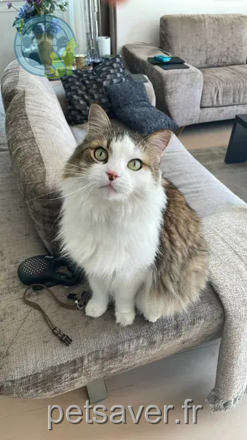 chat found    Burdeos Niro