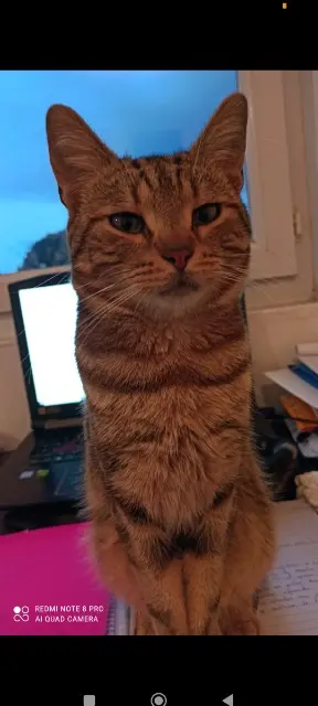 chat lost   02110 Bohain-en-Vermandois Simba