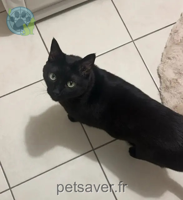 cat lost Nice Tobias cat lost Nice Tobias