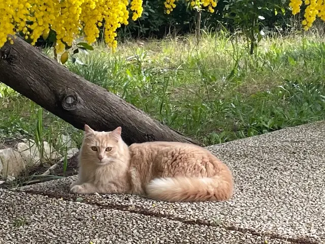 chat lost   13380 Plan-de-Cuques Quart d’orange
