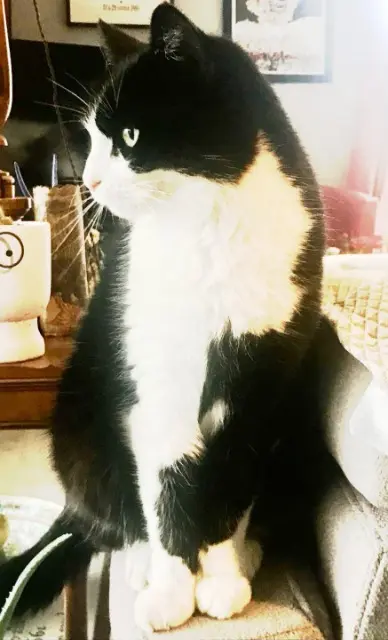 chat lost   21200 Beaune Félix
