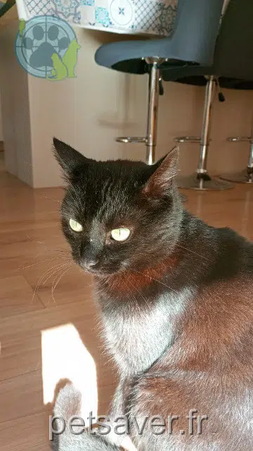 chat lost   25000 Besanzón Garabato