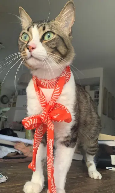 chat lost   31450 Deyme Eros