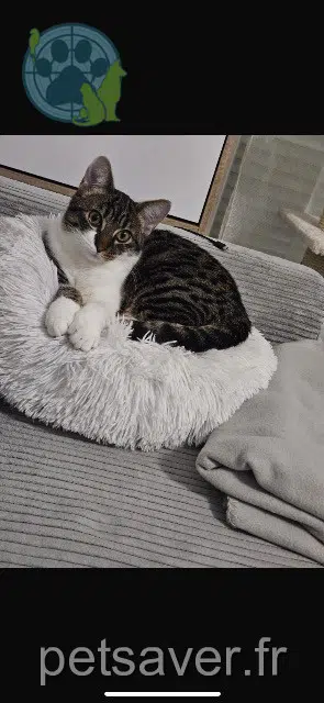 chat perdu Toulouse Hiro chat lost Toulouse Hiro
