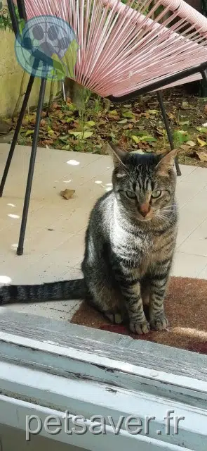 chat lost   33400 Talence Roméo