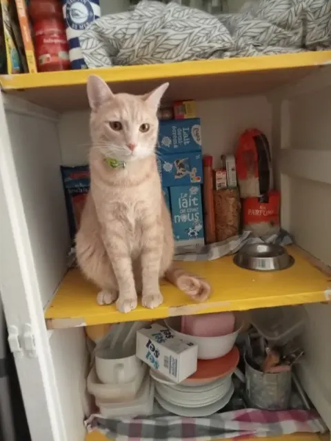 cat lost 36230 Sarzay Romeo cat lost 36230 Sarzay Romeo