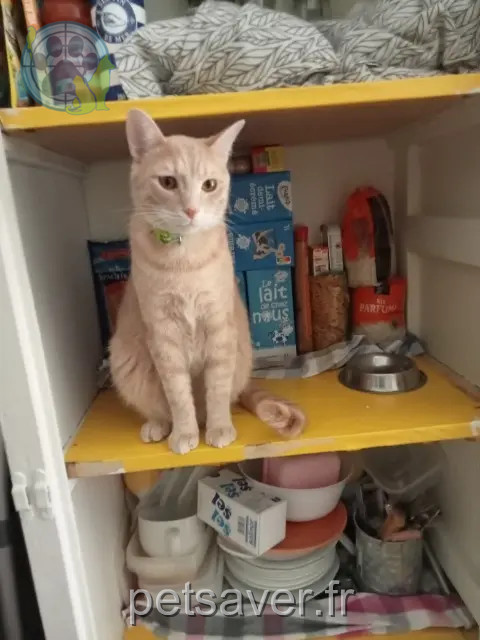 gato perdido 36230 Sarzay Romeo gato lost 36230 Sarzay Romeo