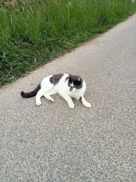 chat lost   40300 Labatut Pioupiou