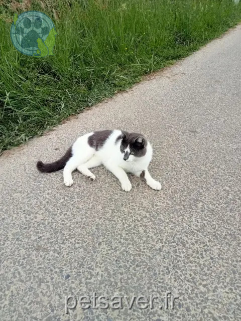 gatto perso 40300 Labatut Pioupiou gatto lost 40300 Labatut Pioupiou