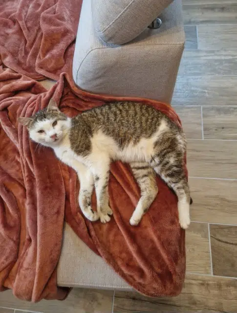 chat lost   43600 Sainte-Sigolène Mimiborgne