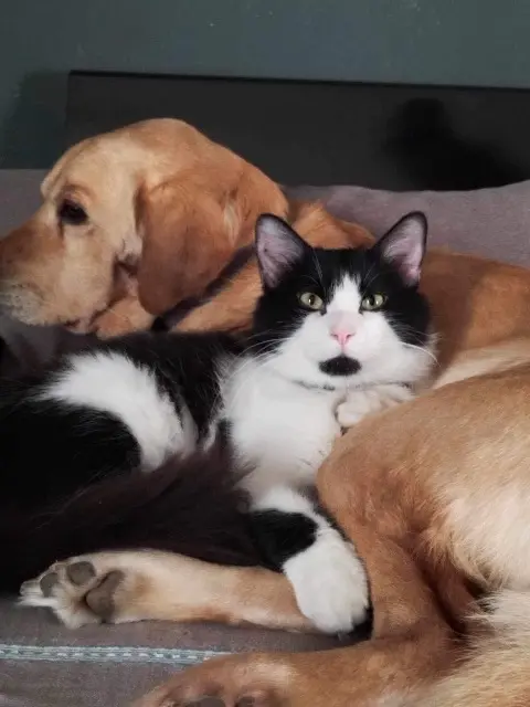 chat lost   60700 Sacy-le-Grand Felix