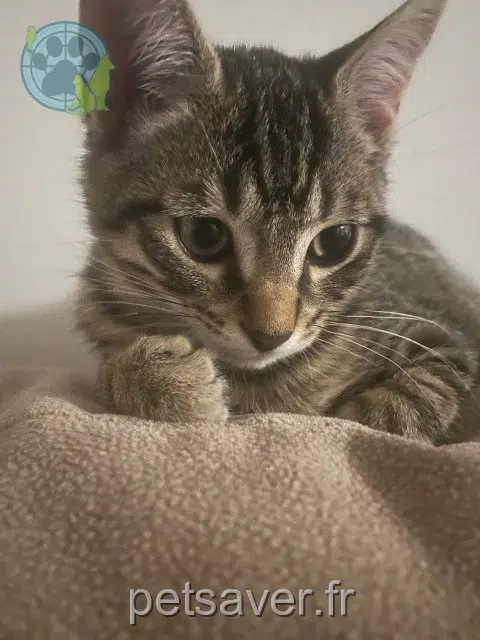 chat lost   64700 Hendaya Choco