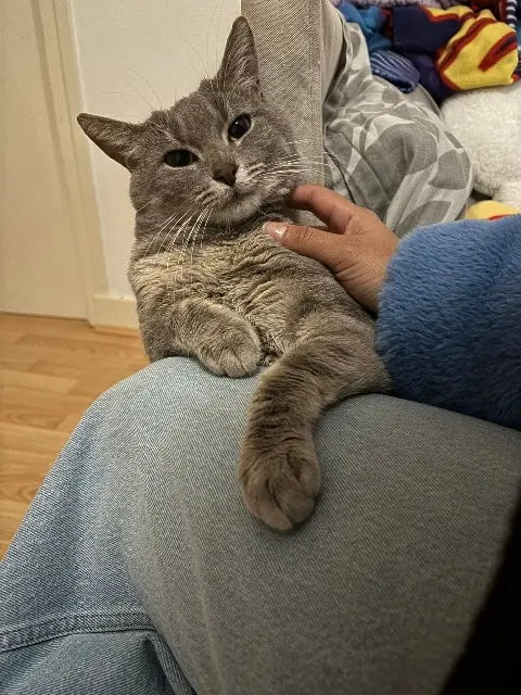 chat lost   71100 Chalon-sur-Saône Milo