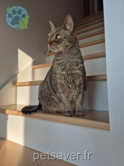 kater vermist 91390 Morsang-sur-Orge Oscar kater lost 91390 Morsang-sur-Orge Oscar