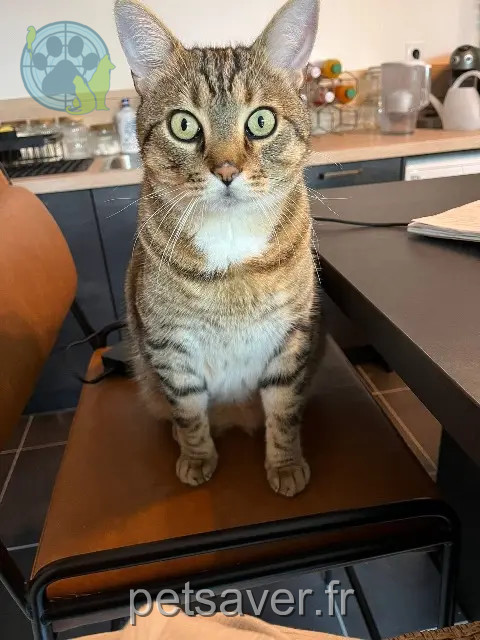 cat lost 92170 Vanves Niño cat lost 92170 Vanves Niño