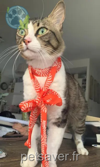 chat reunited   31450 Deyme Eros