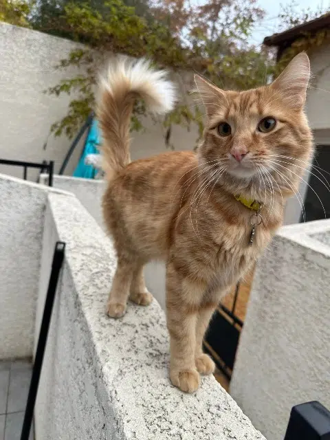 chat retrouvé Montpellier Simba chat reunited Montpellier Simba