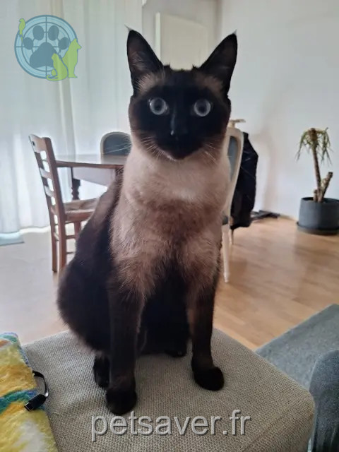 chat reunited 44880 Sautron Eros
