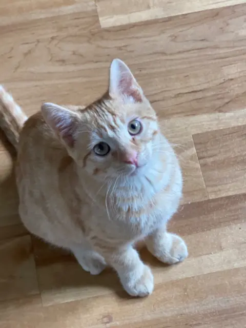 chat reunited   57330 Escherange Oliver