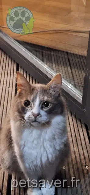 chat reunited   59200 Tourcoing Luffy