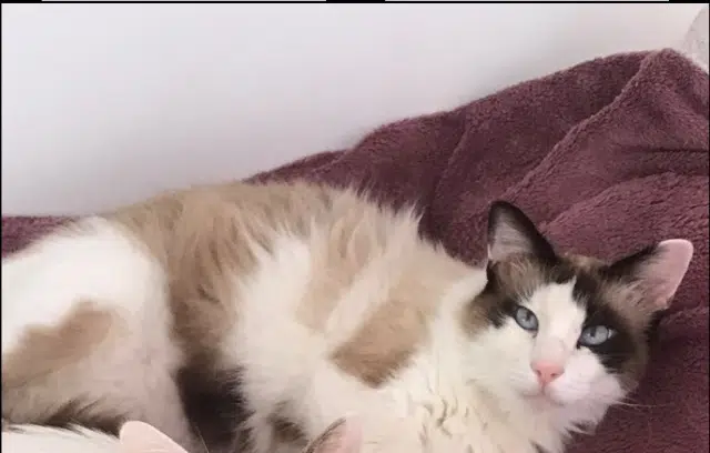 chat reunited   69360 Sérézin-du-Rhône Kenzo