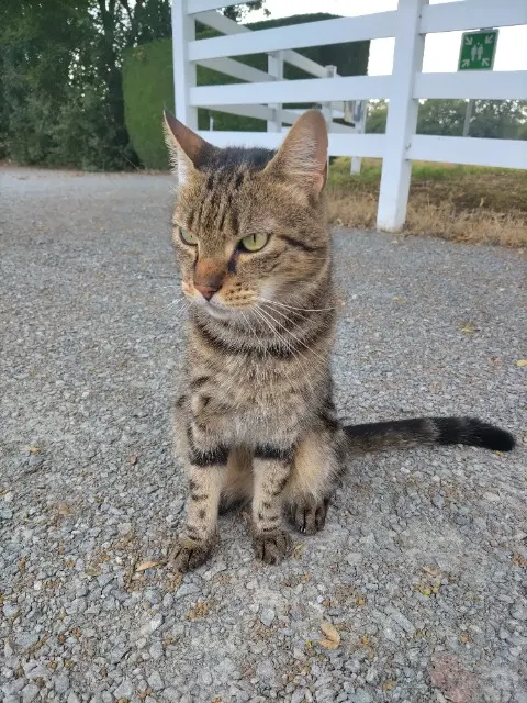 chat reunited   85140 Essarts-en-Bocage Max