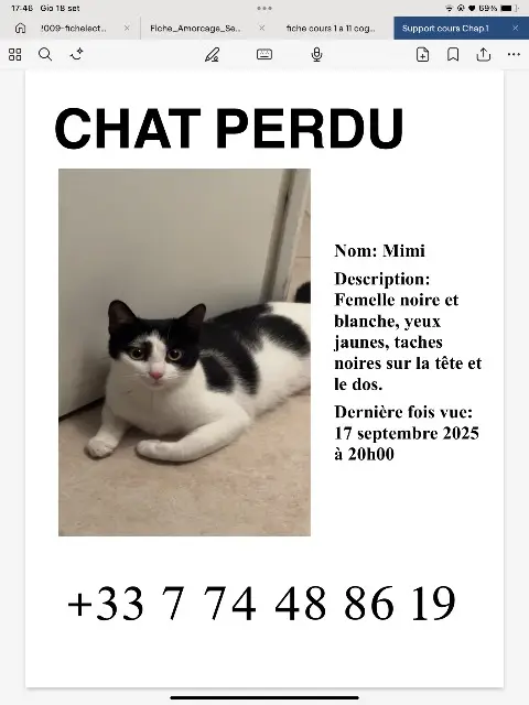 chatte lost    Nizza Mimi