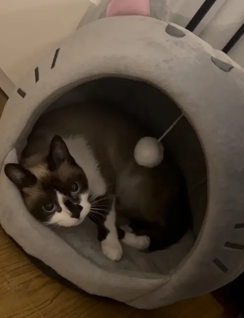 chatte lost    Nizza Mucha