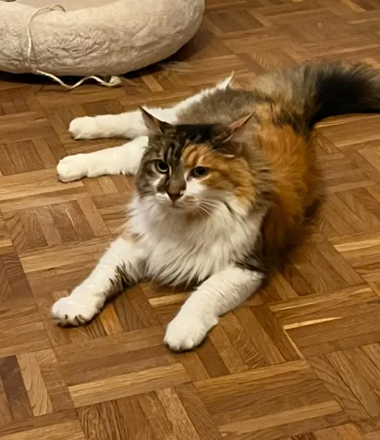 chatte lost    Bordeaux Marie