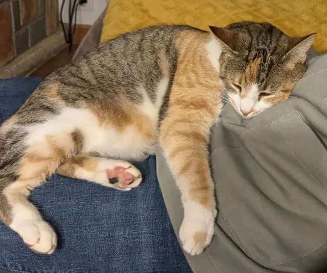 chatte lost   33500 Libourne Symmy
