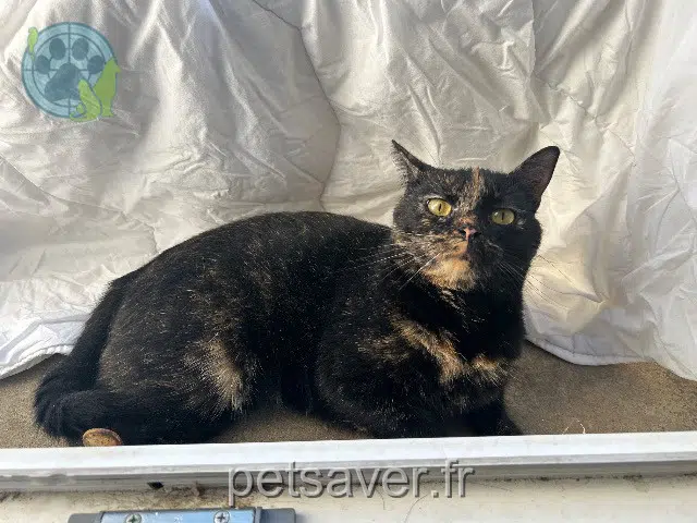 chatte lost 54100 Nancy Boo