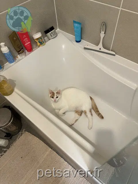 Katze lost   56270 Plœmeur Masha