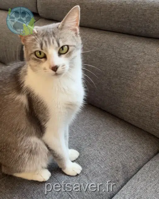 chatte lost Lione Gioia