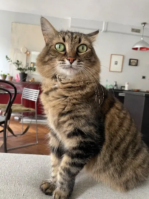 chatte lost    Parigi Matilde