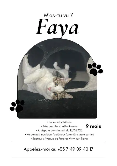 chatte lost   94400 Vitry-sur-Seine Fata