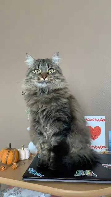 chatte reunited   05000 Gap Maya