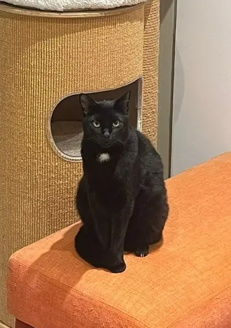 chat lost    Antibes Blacky