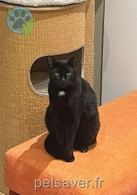 gatto perso Antibes Blacky gatto lost Antibes Blacky