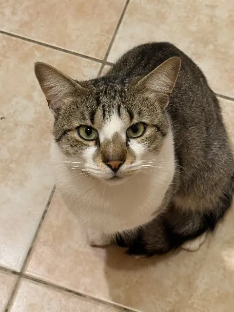 chat lost   06250 Mougins Iko