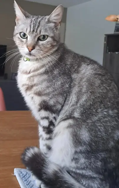 chat perdu 31880 La Salvetat-Saint-Gilles Maki chat lost 31880 La Salvetat-Saint-Gilles Maki