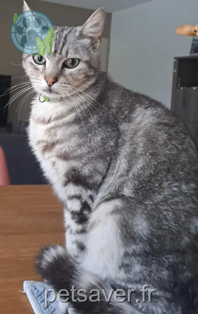 gato perdido 31880 La Salvetat-Saint-Gilles Maki gato lost 31880 La Salvetat-Saint-Gilles Maki